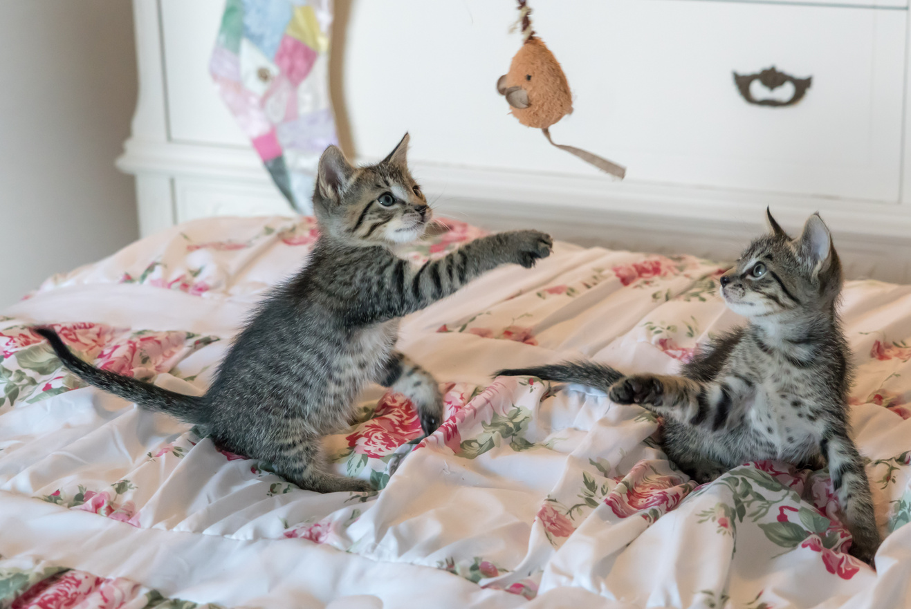 Cats Playing in Bed