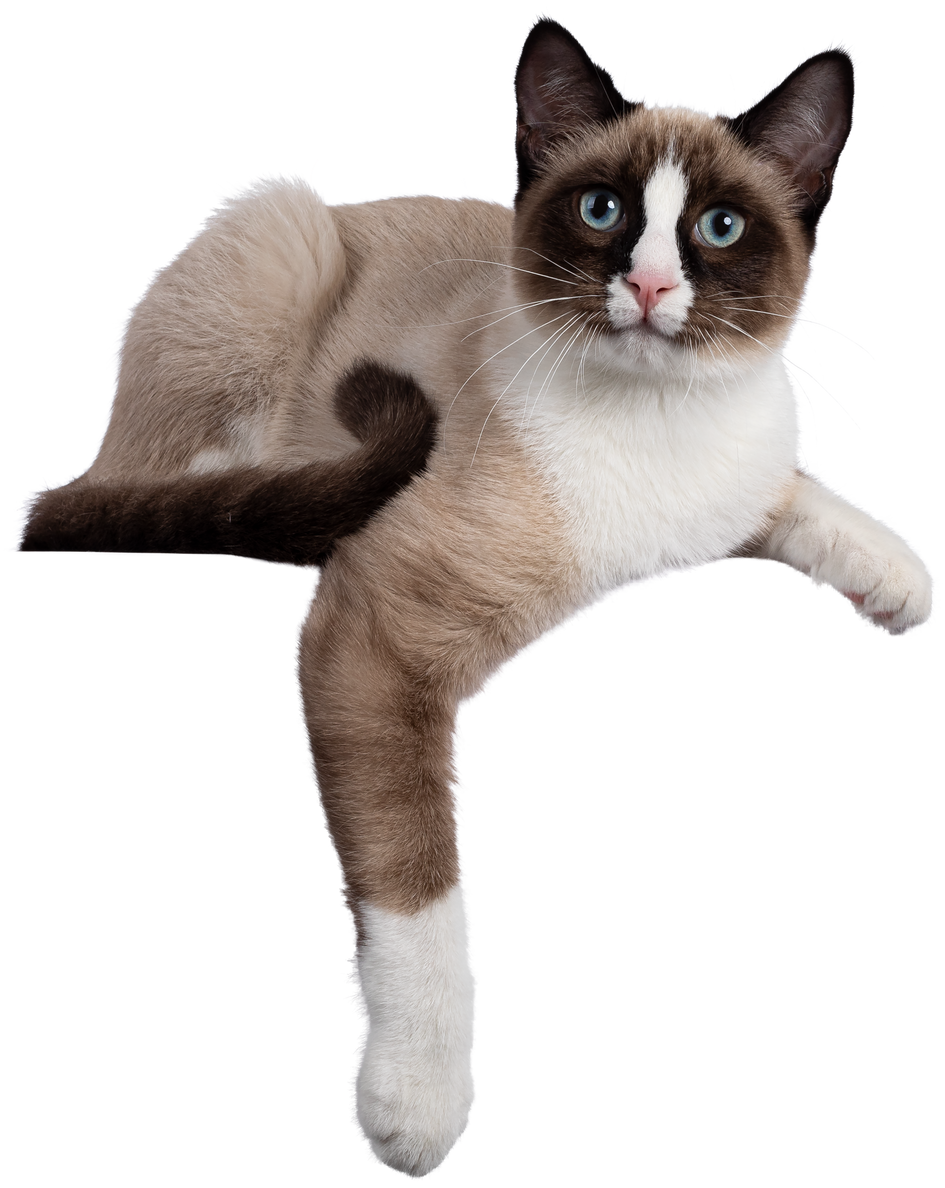 Snowshoe Cat Cutout