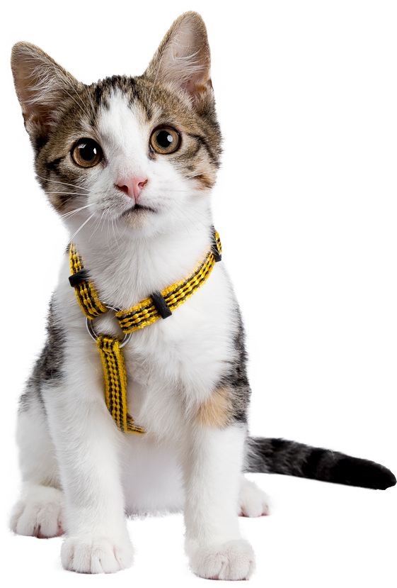 European shorthair kitten / cat on transparent background.