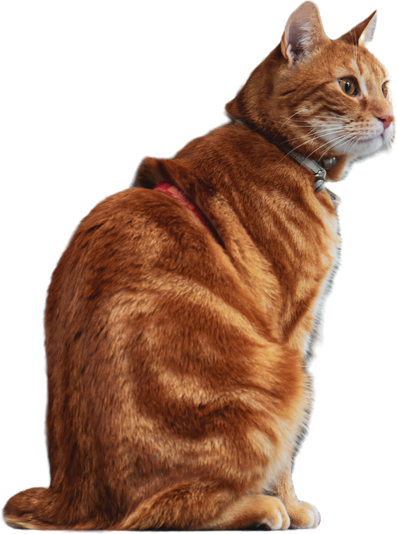 Cute Cat on transparent background