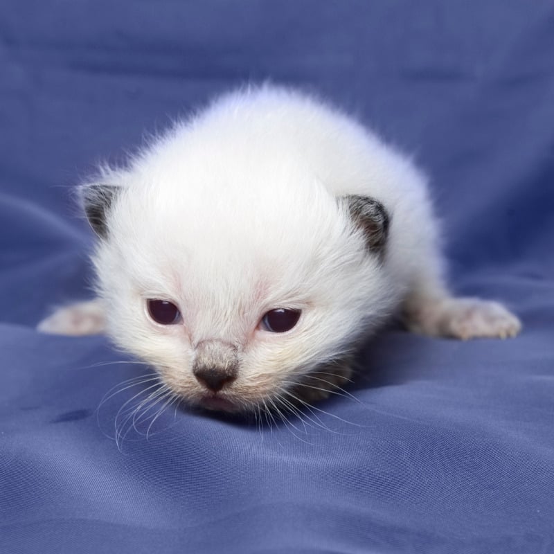 Fully Kitten Rescue - Kitten 101