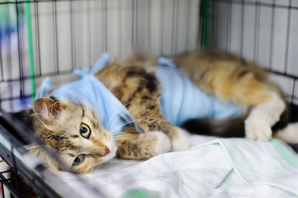 Cat after Surgery with Bandage