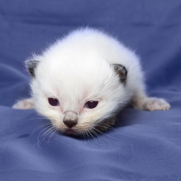 ragdoll kitten 3 weeks old