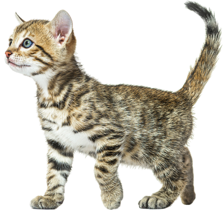 side view of a walking bengal cat kitten, six weeks old, isolate