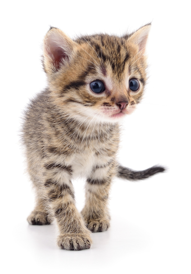 Kitten on white background.