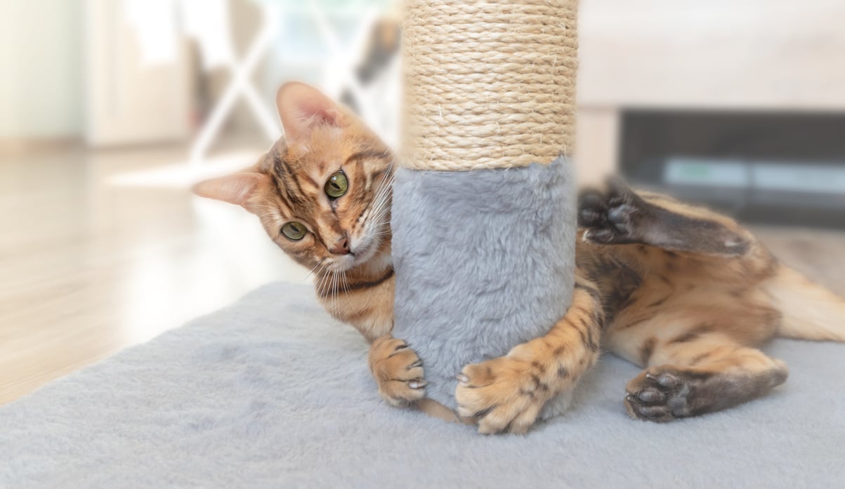 Bengal Cat Hugs a Scratching Post.