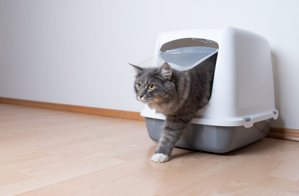 cat litter box